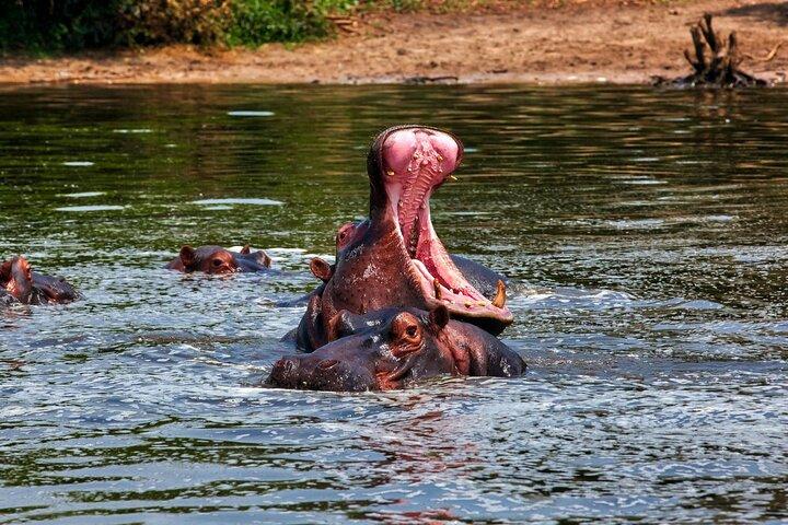 African Wildlife Safari 7 Days