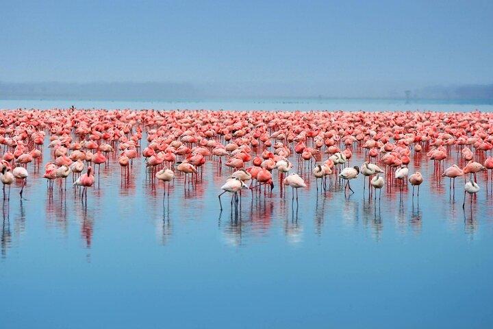 African Wildlife Safari 7 Days