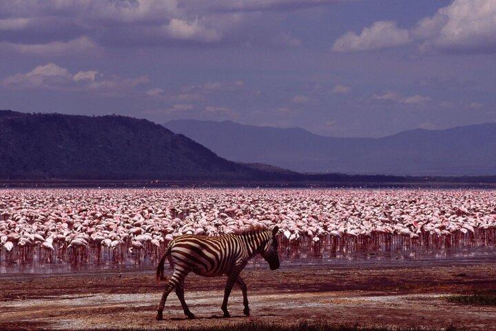 African Wildlife Safari 7 Days