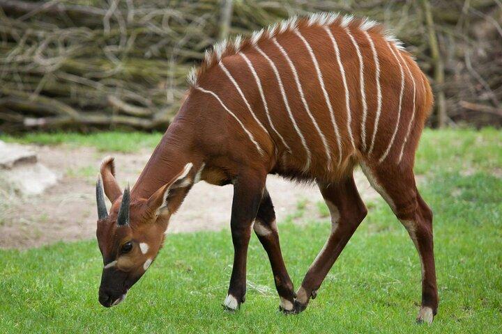 African Wildlife Safari 7 Days
