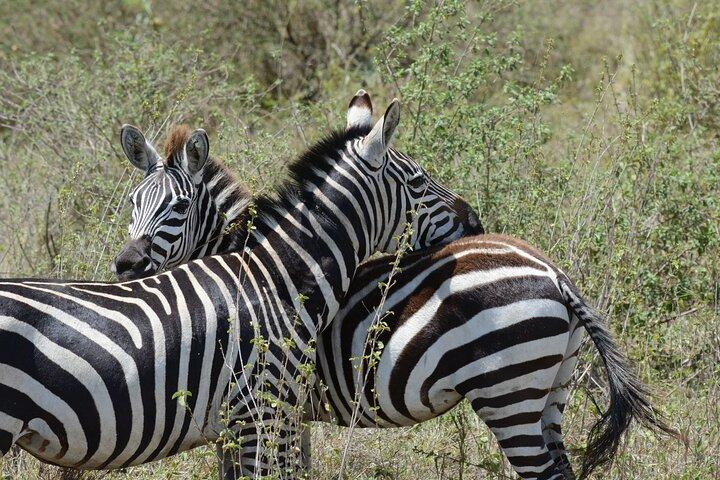 Experience the Masai Mara and the Dancing Masai in 4 days