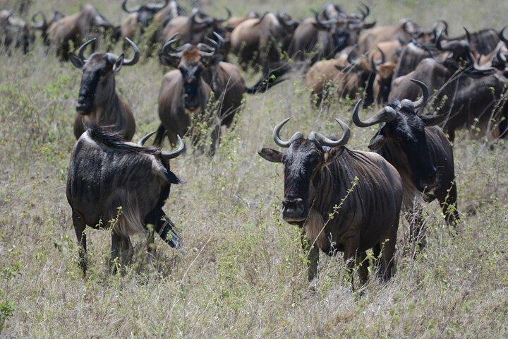 Experience the Masai Mara and the Dancing Masai in 4 days