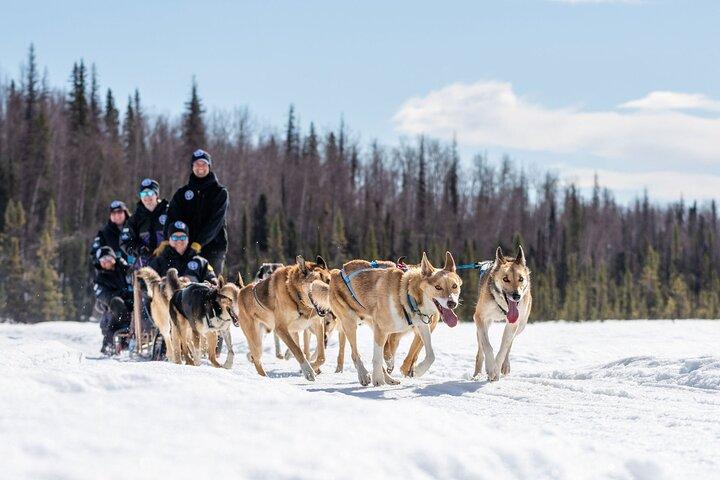 Dog Sledding Adventure in Willow, Alaska