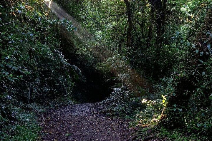 Monteverde Cloud Forest Tour – Small Group and Guide