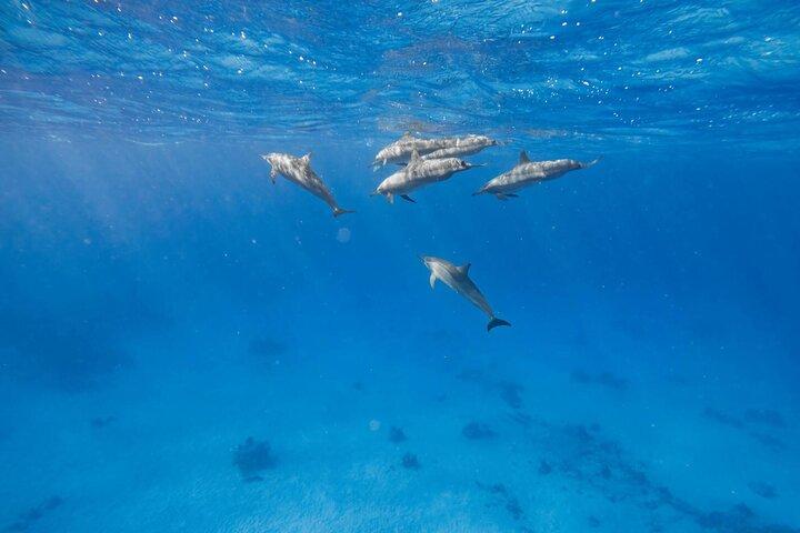 Swim With Dolphins at Dolphin House With Lunch - Hurghada