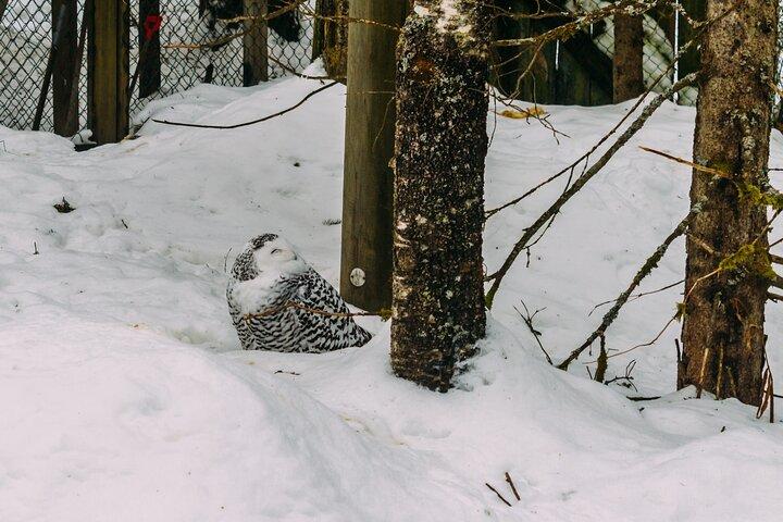 Rovaniemi: Trip to Ranua Zoo with Tickets Included