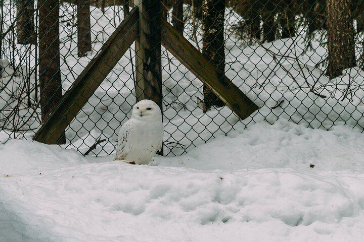 Rovaniemi: Trip to Ranua Zoo with Tickets Included