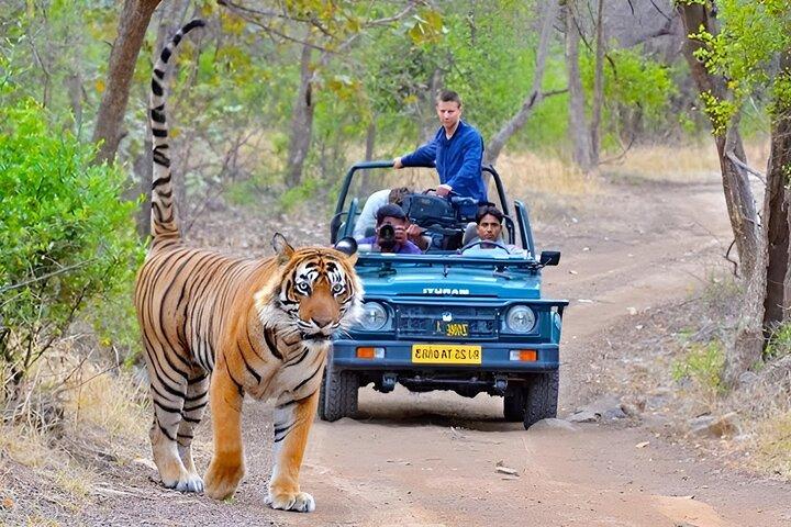 4-Day Luxury Private Delhi Agra Jaipur & Ranthambhore Safari Tour