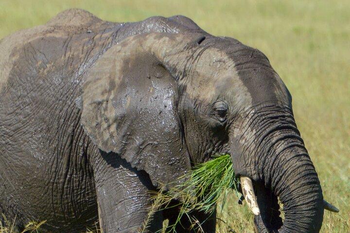 Masai Mara Daily Game drives