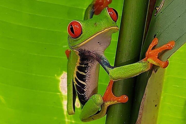Private Sloth's Rainforest Tour & Llanos Del Cortez Waterfalls