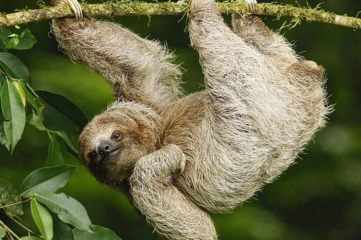 Private Sloth's Rainforest Tour & Llanos Del Cortez Waterfalls
