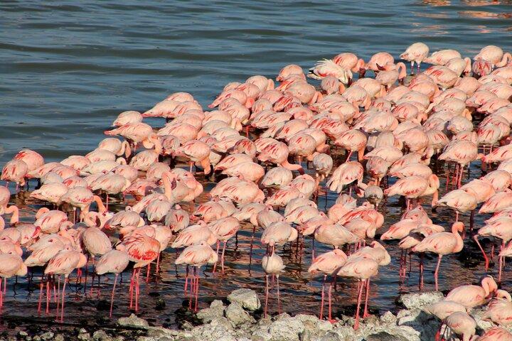 Spend 5 Days In Lake Nakuru Naivasha and Maasai Mara on 4x4 Jeep
