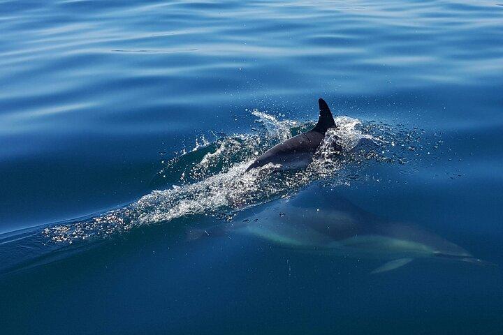 Dolphin Watching Experience in Cascais