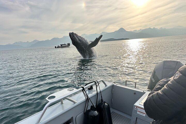 Alaska Whale Watching Cruise: 3 Hours on the Water