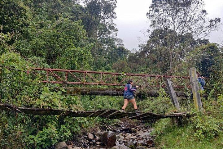 Trekking/Hiking/Acaime Cocora Valley from Pereira/Armenia