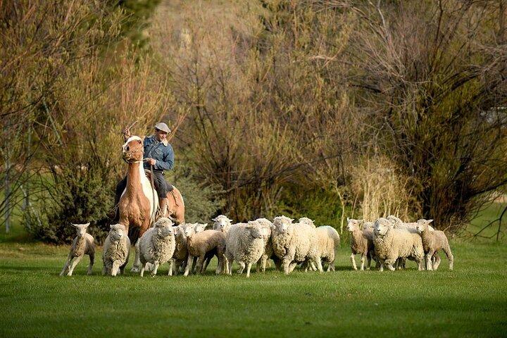 Estancia 25 de Mayo Experience with Dinner and Horseback Riding