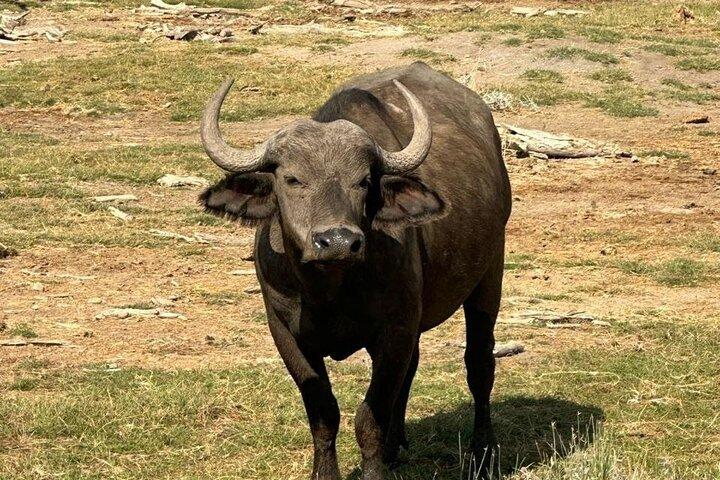 7 Day Ndutu Conservancy, Serenegeti, Ngorongoro L Manyara Park