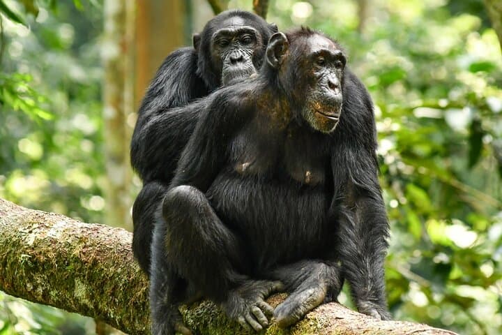 4 Days Ol Pejeta Aberdare and Solio Ranch Safari on 4WD Jeep