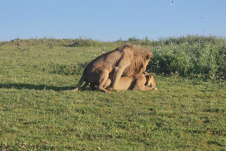 6 Days Memorable Great Migration Tour in Mara Crossing