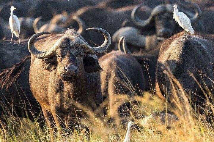 6 Days Memorable Great Migration Tour in Mara Crossing