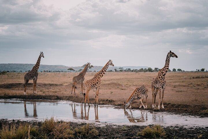 6 Days Memorable Great Migration Tour in Mara Crossing