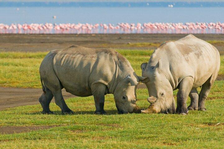 5 Day Masai Mara, Lake Nakuru and Naivasha Daily Budget Safari