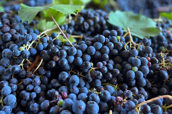 Grape Stomping Experience and Wine Tasting
