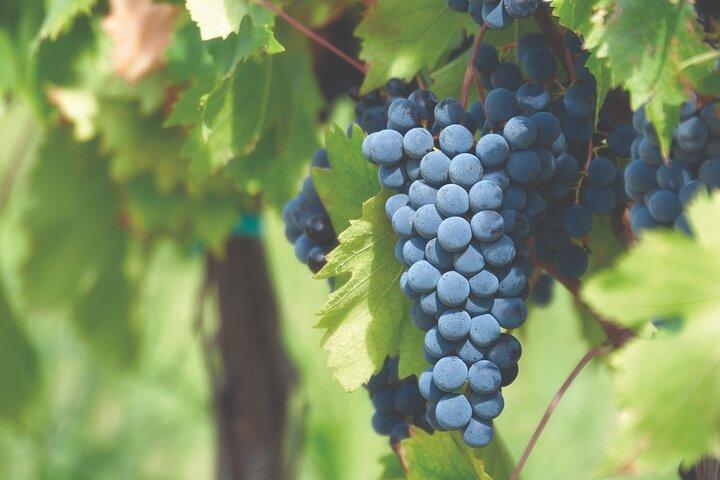 Grape Stomping Experience and Wine Tasting