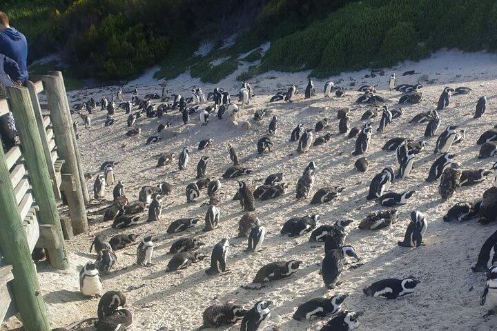 Table Mountain, Penguins and Cape Point Sharing GroupTour