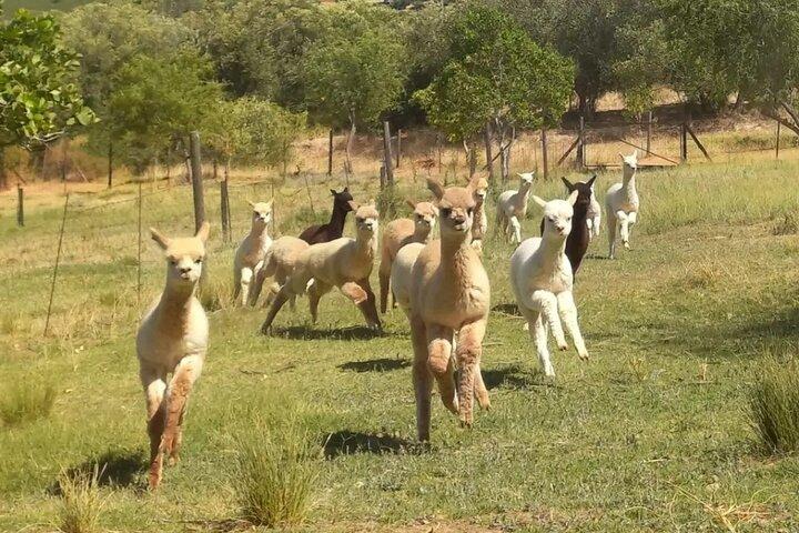 Private Le Cape Animal Farms Full Day Tour