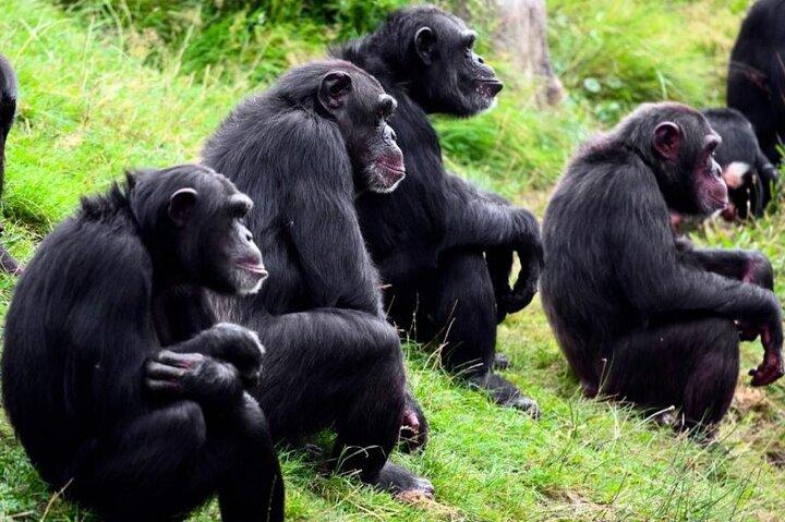 3 Days Ol Pejeta Conservancy Luxury Safari on 4x4 Landcruiser