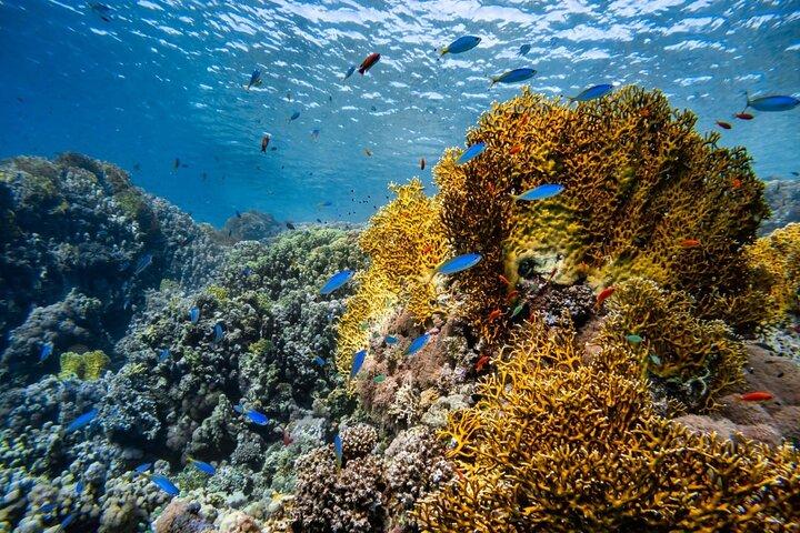 3 Fun dives in Phi Phi islands for Certified Divers
