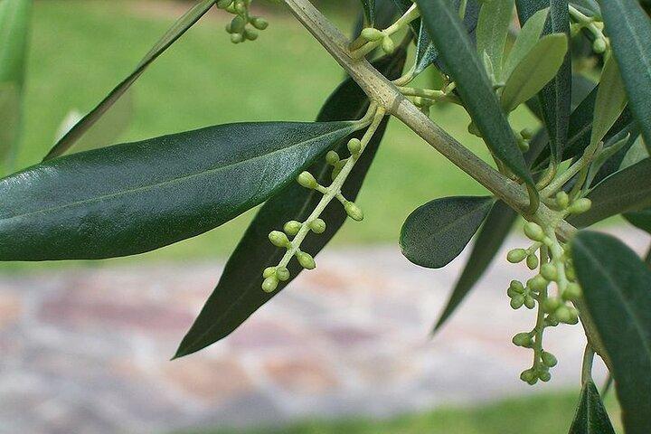 Private Traditional Olive Grove and Dragon Fruit Farm Tour