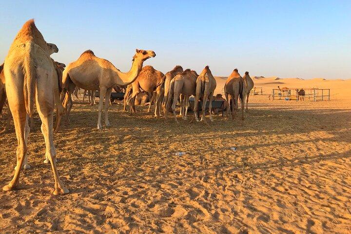 Dune Buggy Tour with Camel and Sand Boarding Abu Dhabi