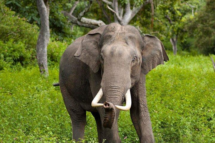 Wilpattu Jeep Safari Day Tour From Sigiriya