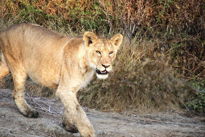 7 DAY SERENGETI - Ultimate Tanzania Safari