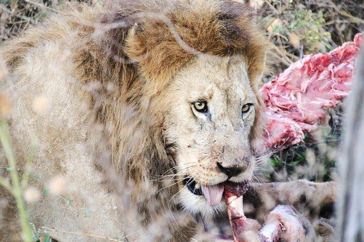 7 DAY SERENGETI - Ultimate Tanzania Safari