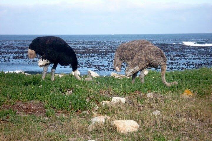 Cape Peninsula Full Day Private Tour