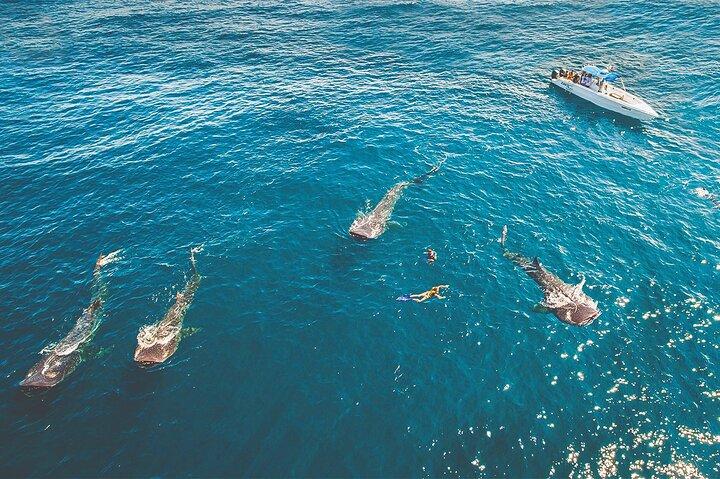 Eco Whale Shark Encounter