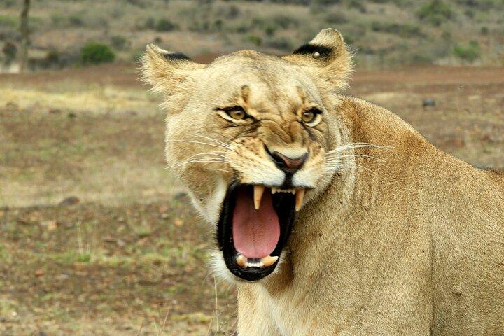 Private Tour Nairobi national park/Elephant & Giraffe centre