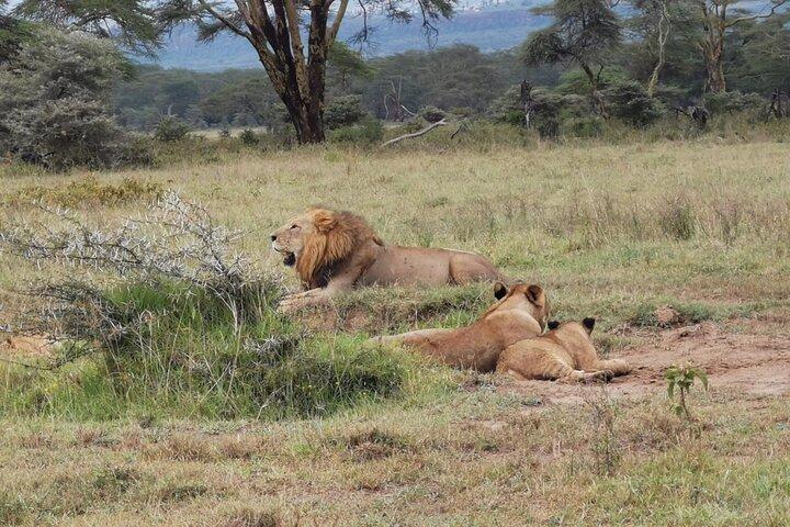 5 Days Amboseli, Lake Nakuru and Masai Mara Safari