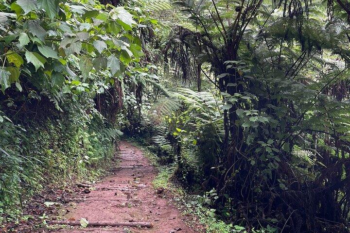 Nairobi Horseback Experience at Karura Forest