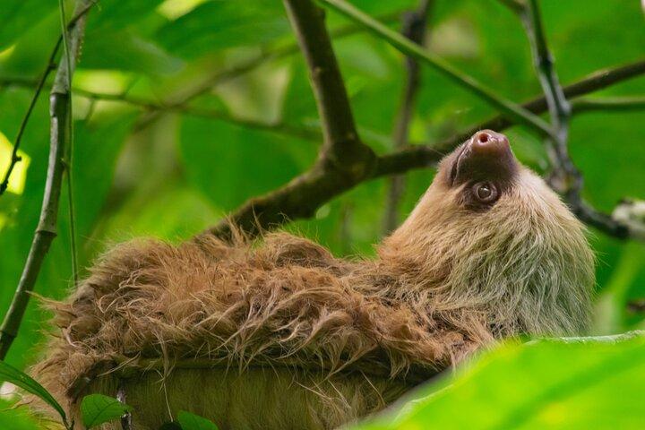 Tour of sloths, exotic birds, frogs.