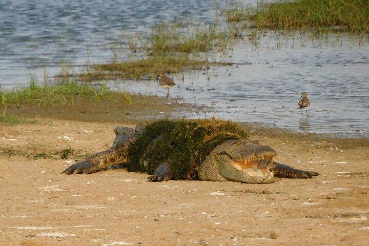 Bundala National Park : Safari Tour with Entrance tickets & Jeep