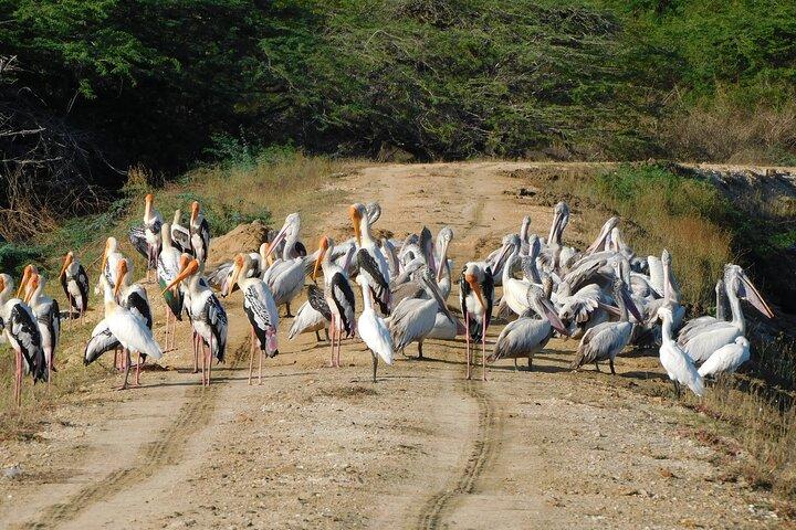 Bundala National Park : Safari Tour with Entrance tickets & Jeep