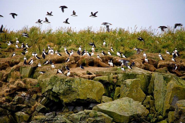 Wildlife Whale Watching and Puffin Tour in Reykjavik