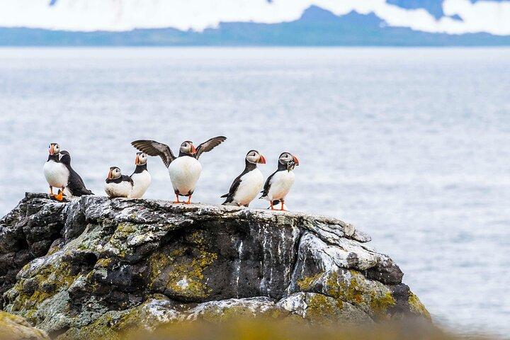 Wildlife Whale Watching and Puffin Tour in Reykjavik