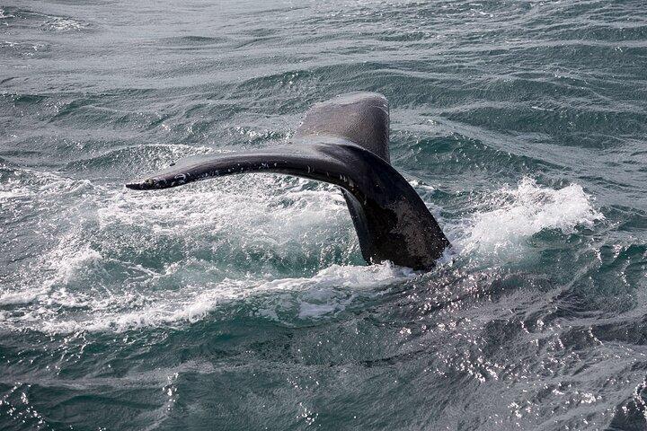 Wildlife Whale Watching and Puffin Tour in Reykjavik