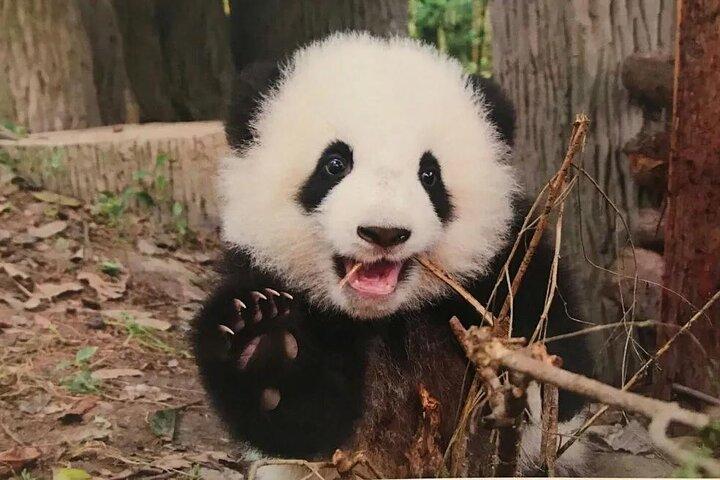One Day Trip to Chengdu Panda Base and Leshan Buddha Tour