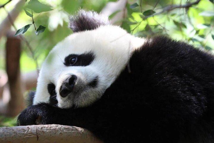 One Day Trip to Chengdu Panda Base and Leshan Buddha Tour